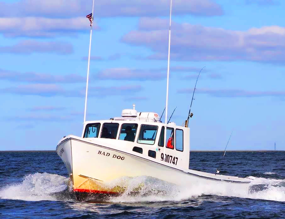 cape cod sport fishing charter dennis massachusetts